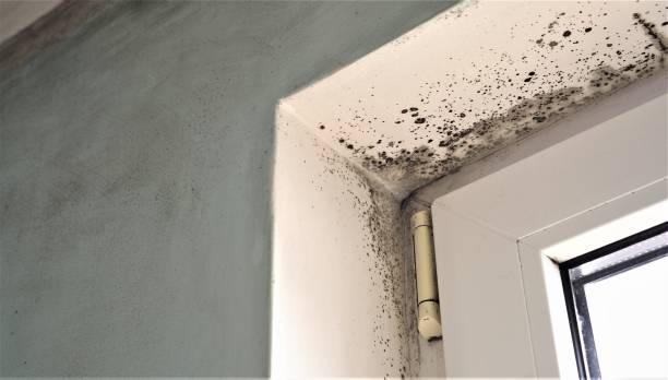 Mold Removal