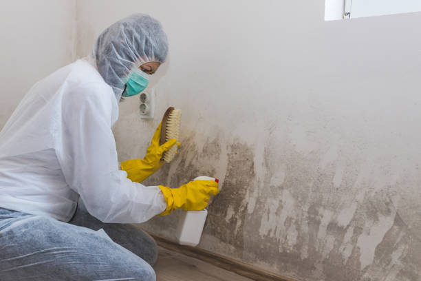 Best Mold Odor Removal Services  in Beaver, OK