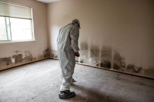 Best Attic Mold Removal  in Beaver, OK