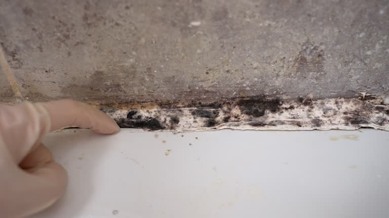 Best Comprehensive Air Testing for Mold Contaminants  in Beaver, OK