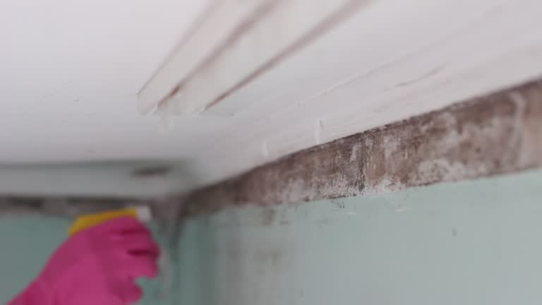 Best Commercial Mold Inspection  in Beaver, OK